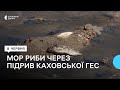 Понад 850 кг риби загинуло в селі Мар`янське через обміління Каховського водосховища
