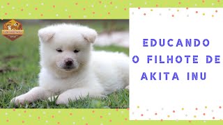 EDUCANDO O FILHOTE DE AKITA INU | CANIL HIDETAKA'S