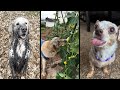 Funny and cute dogs.s ompilation   9