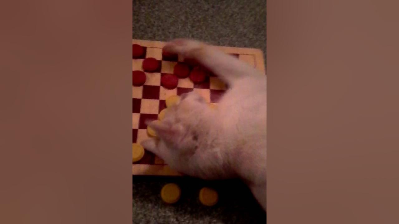 Kitty plays checkers YouTube