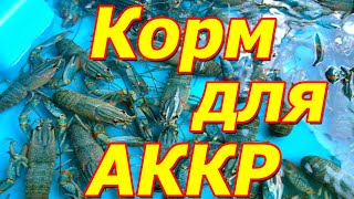 Корм для австралійського рака (різновид)