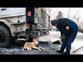 Дальнобойщик подобрал на трассе озябшего волчонка, не зная чем это для него обернется