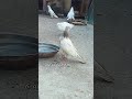 Hai falyer pigeon 🕊️ Mashallah @ uk birds 677 #pigeon #bird #kabutar #shortsfeed
