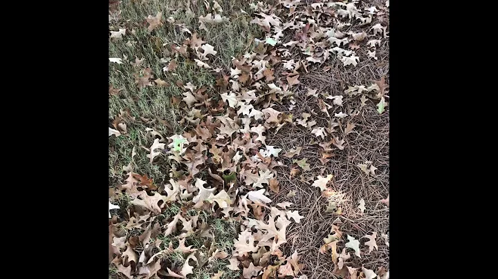 Signs of a Early Fall in North Georgia