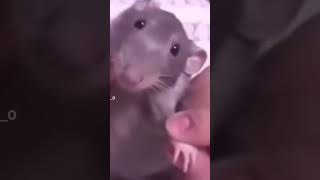 #rat #funny #tiktok #youtubevideo #viral #meme