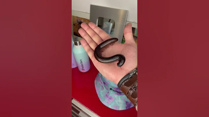 gigantic insects ! #bug #insect #animals #shortswithzita #rock_n_insectes