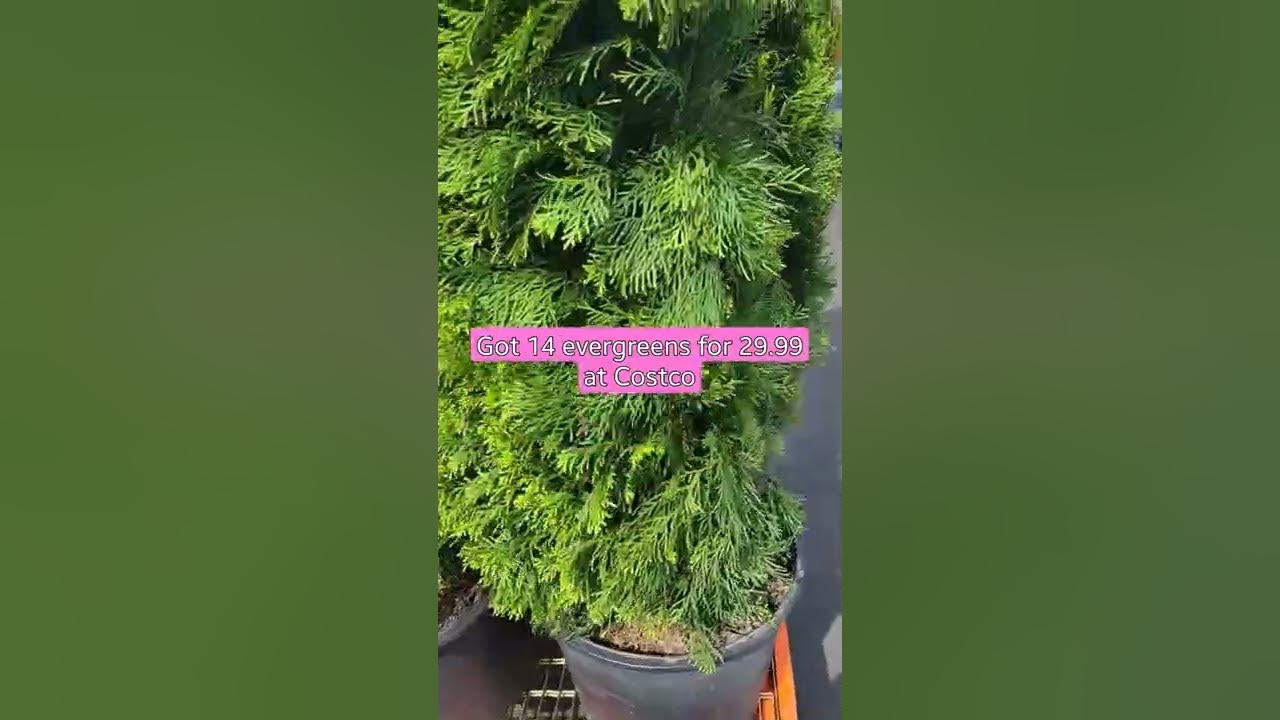 Costco had an amazing deal in these emerald green arborvitae. YouTube