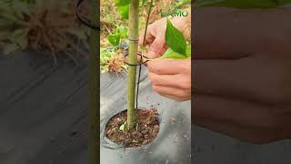 Pruning & Staking Peppers: Two Steps for Higher Yields🌶️🌱