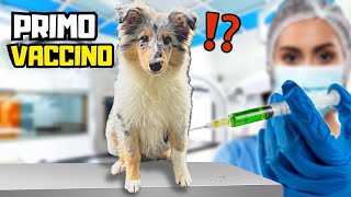 PORTO il mio CUCCIOLO di CANE dal VETERINARIO