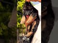8810623046 German Shepherd puppy available now trained vaccinated, active &amp; healthy pups ready