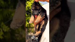 8810623046 German Shepherd puppy available now trained vaccinated, active &amp; healthy pups ready