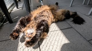 Lazy Morning with the Boys | Norwegian Forest Cats