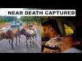 This could happen to you  animals on road  no life like the bike life 