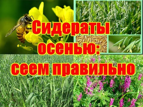 Какие сидераты сеять осенью / Посадка сидератов под зиму