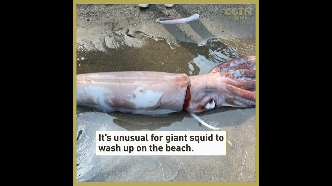 Giant squid washed ashore alive YouTube