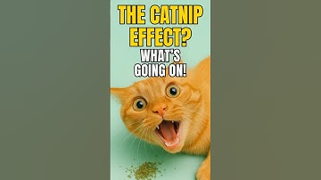 Unlocking the Secret World of Catnip: Feline Frenzy Unleashed!