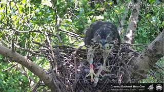 20200617 鳳頭蒼鷹直播回顧－小寶繼續吃，大寶帶回蜥蜴給小寶？ Crested Goshawk Nest Cam