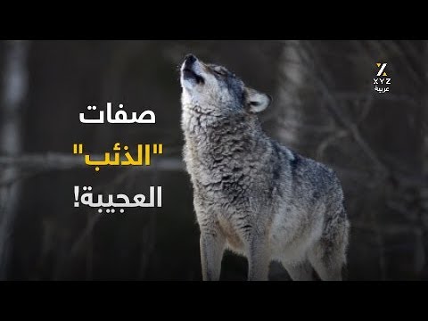 صفات &quot;الذئب&quot; العجيبة! - YouTube