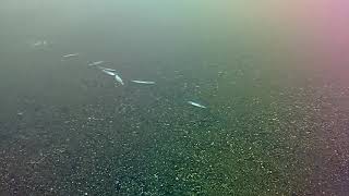 Арктический голец на Чукотском море.