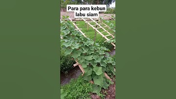 Thumbnail of bisnis menguntungkan labu siam!