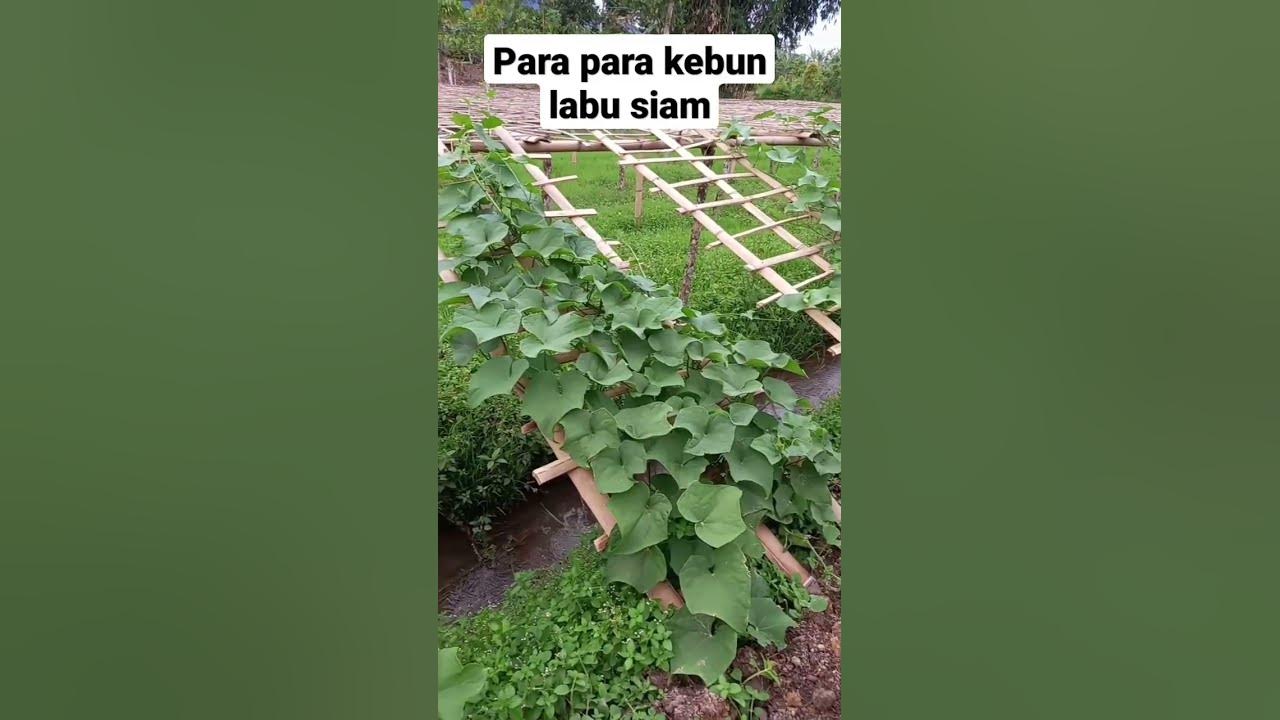 bisnis menguntungkan labu siam!