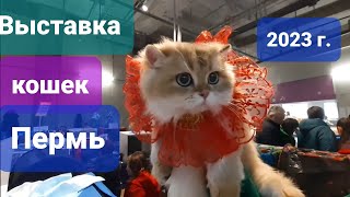 Выставка кошек в Перми 😻 Породы на любой вкус и цвет 😺 ! 21 октября 2023 г.