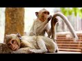 Cute Wild Animals Grooming and Mating | Love Nature