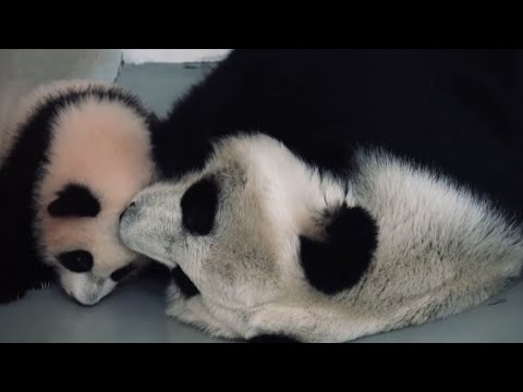 Малышка-панда из Московского зоопарка встала на лапки