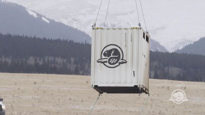 Bison reintroduced to Banff National Park