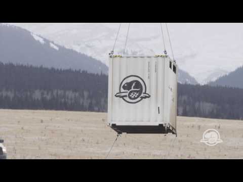 Bison återinfördes till Banff National Park