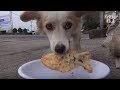 Mother Dog Carrying Fish Shaped Bun Every Day To Feed Starving Puppies | Kritter Klub