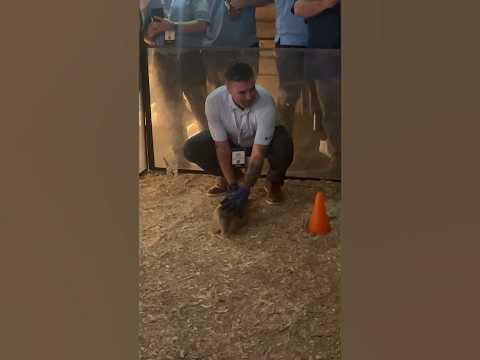 Armadillo racing - who knew? #texas #armadillos #shortsvideo #shorts # ...