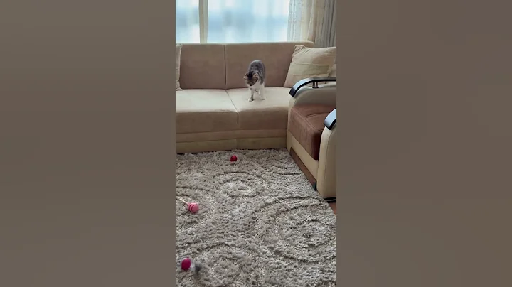 Watch the video about #cover #cats #cat #kitten #catlover #cute #funnycats #animals #kitty #catshorts #catvideos #kitty