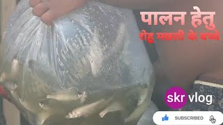 || मछली पालन हेतु रोहू मछली के बच्चे || Rohu Fish