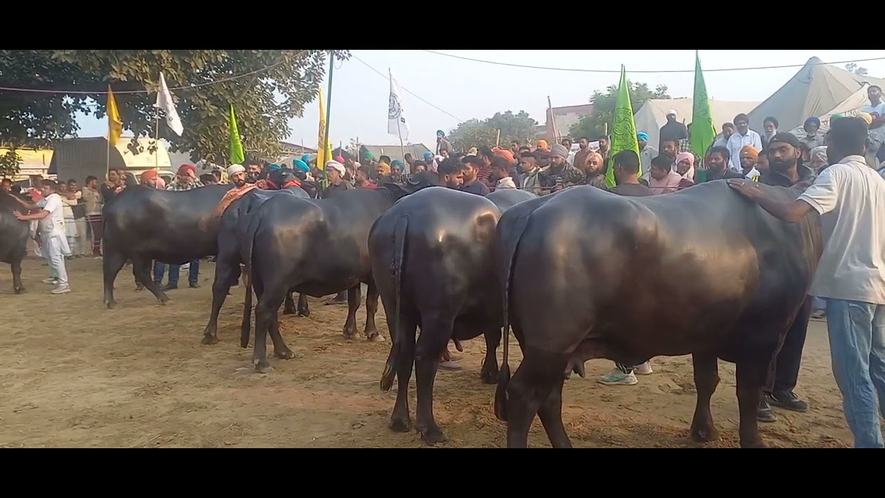 Dry Buffalo competition