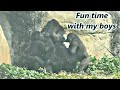 Gorilla father and son time part 1  jabali and ringo played with dad  jabali  ringo