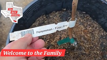 Fuyu Jiro Persimmon Special Delivery! 📭 || The RGV Gardener