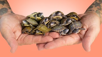 Epic Baby Box Turtle Indoor Habitat Build!