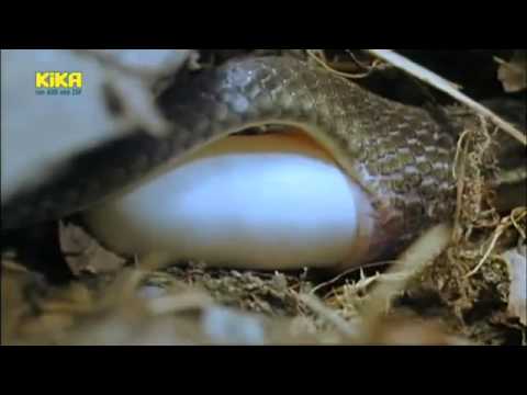 Löwenzahn - 217 Schlangen - Geheimnisvolle Verstecke