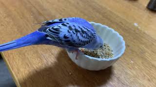 【動物】天使になったインコ、パールちゃん、ご飯をたべる