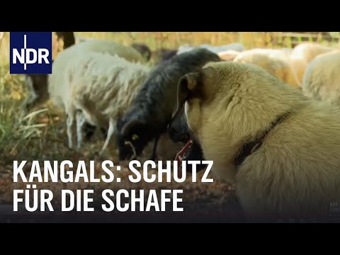 Kangals: Bodyguards fr Schafe | NaturNah | NDR Doku