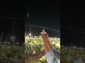 Why Dragon Fruit Farms Glow at Night in Asia