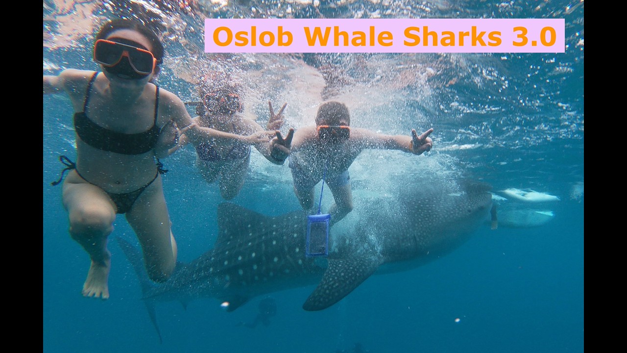 Oslob Whalesharks 3.0 with the daughters