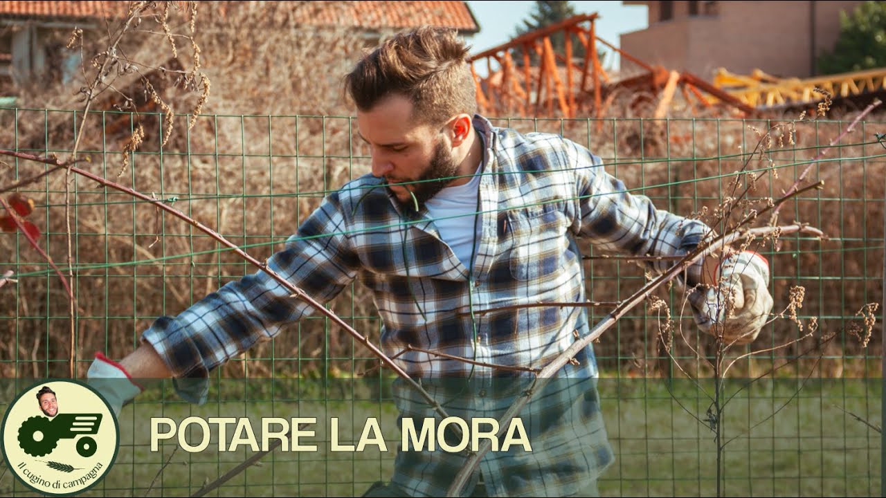 Potatura Della Mora Il Contadino Nick Youtube