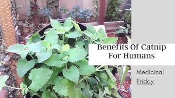 How To Naturally Stop A Fever - Health Benefits of Catnip for Humans - Medicinal Friday