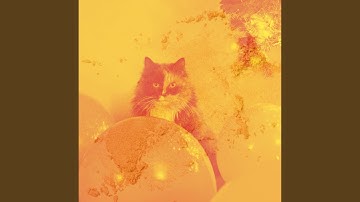 Spirited Backdrops for Lazy Cat Days