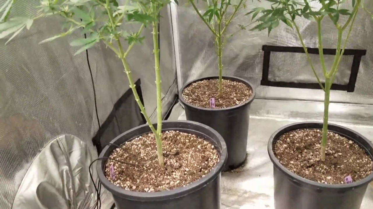 Quantum boards, Vero 29 and CBD strains... Garden update week 5&6