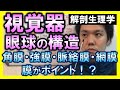 【基礎から勉強・解剖生理学】視覚器・眼球の構造【理学療法士・作業療法士】