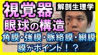 【基礎から勉強・解剖生理学】視覚器・眼球の構造【理学療法士・作業療法士】