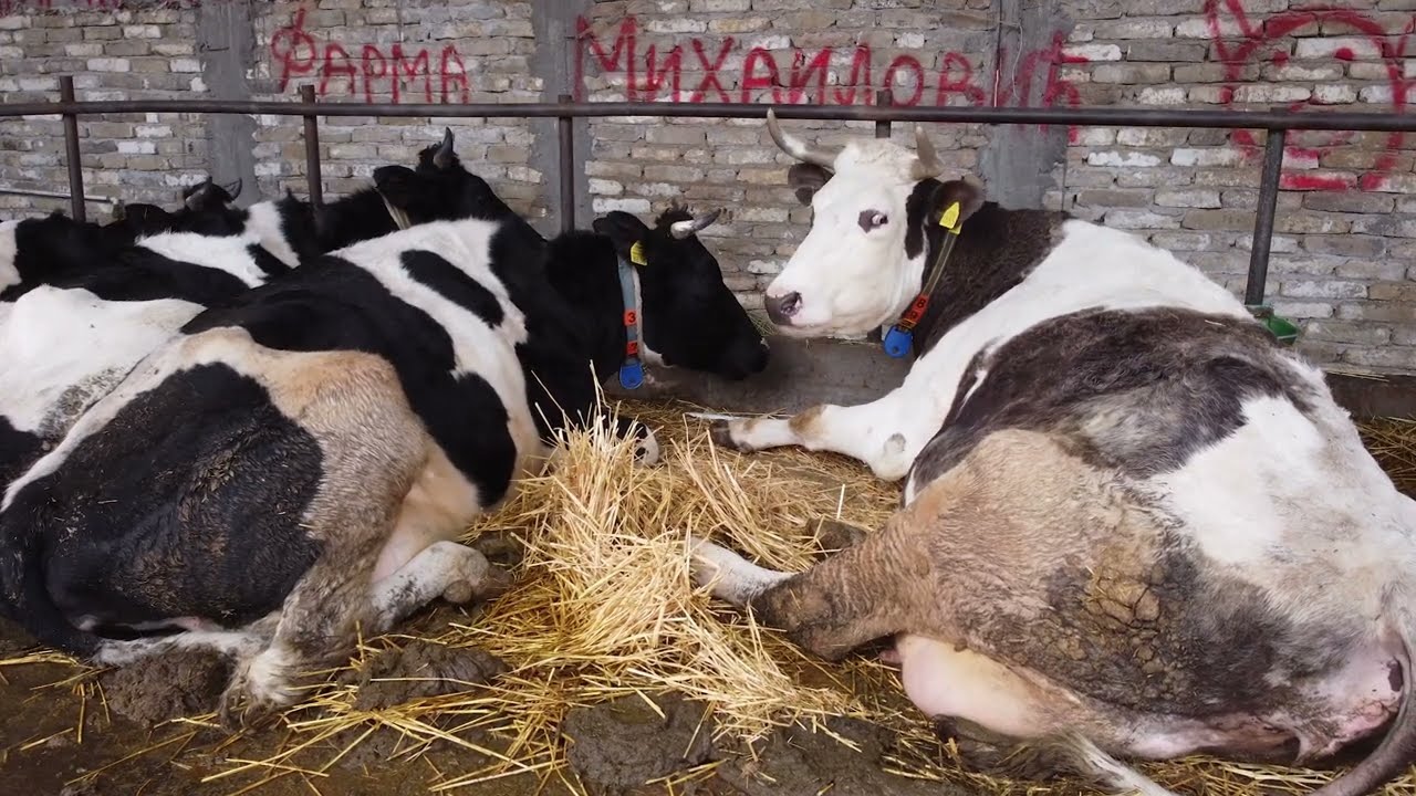 Farma krava Milisava Mihailovića iz Savinog Sela uz pomoć 3Bank-e